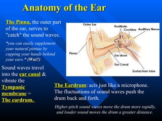 Anatomy of the Ear The Pinna,  the outer part of the ear, serves to "catch" the sound waves.  *you can easily supplement your natural pinnae by cupping your hands behind your ears.*  (Wut?)   Sound waves travel into the  ear canal  & vibrate the  Tympanic membrane   =  The eardrum.  The Eardrum : acts just like a microphone. The fluctuations of sound waves push the drum back and forth.  Higher-pitch sound waves move the drum more rapidly, and louder sound moves the drum a greater distance.  