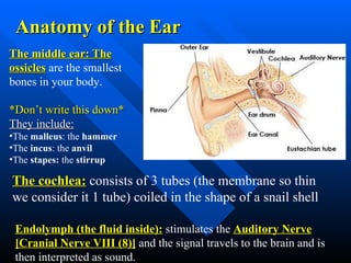 Anatomy of the Ear The middle ear: The ossicles  are the smallest bones in your body.  *Don’t write this down* They include:   The  malleus : the  hammer   The  incus : the  anvil   The  stapes:  the  stirrup   The cochlea:  consists of 3 tubes (the membrane so thin we consider it 1 tube) coiled in the shape of a snail shell  Endolymph (the fluid inside):  stimulates the  Auditory Nerve [Cranial Nerve VIII (8)]  and the signal travels to the brain and is then interpreted as sound.   