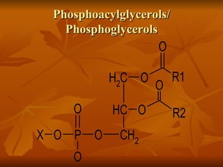 Phosphoacylglycerols/
   Phosphoglycerols
                   O

          H2C O          R1
                   O
    O      HC O          R2
X O P O     CH2
    O
 