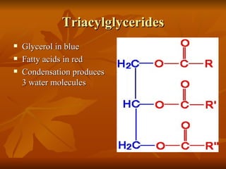 Triacylglycerides
   Glycerol in blue
   Fatty acids in red
   Condensation produces
    3 water molecules
 