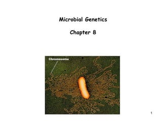 1
Microbial Genetics
Chapter 8
 