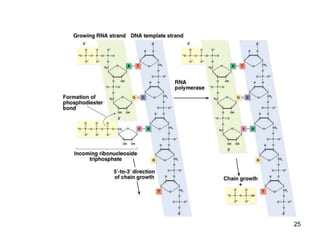 Chapter 8 microbial genetics | PPT