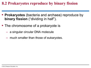 8.2 Prokaryotes reproduce by binary fission
 Prokaryotes (bacteria and archaea) reproduce by
binary fission (“dividing in half”).
 The chromosome of a prokaryote is
– a singular circular DNA molecule
– much smaller than those of eukaryotes.

© 2012 Pearson Education, Inc.

 