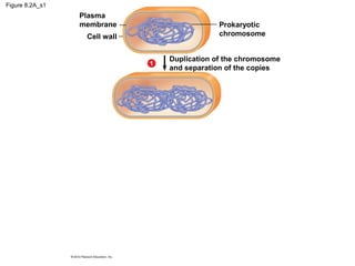 Figure 8.2A_s1

Plasma
membrane

Prokaryotic
chromosome

Cell wall

1

Duplication of the chromosome
and separation of the copies

 