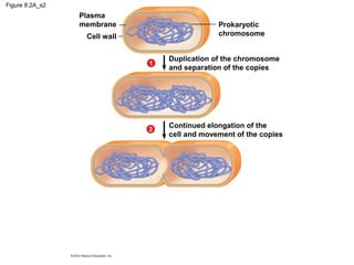 Figure 8.2A_s2

Plasma
membrane

Prokaryotic
chromosome

Cell wall

1

Duplication of the chromosome
and separation of the copies

2

Continued elongation of the
cell and movement of the copies

 