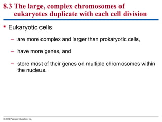 8.3 The large, complex chromosomes of
eukaryotes duplicate with each cell division
 Eukaryotic cells
– are more complex and larger than prokaryotic cells,
– have more genes, and
– store most of their genes on multiple chromosomes within
the nucleus.

© 2012 Pearson Education, Inc.

 