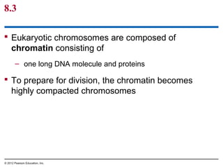 8.3
 Eukaryotic chromosomes are composed of
chromatin consisting of
– one long DNA molecule and proteins

 To prepare for division, the chromatin becomes
highly compacted chromosomes

© 2012 Pearson Education, Inc.

 