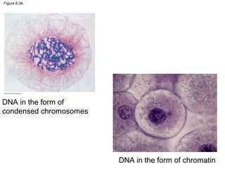 Figure 8.3A

DNA in the form of
condensed chromosomes

DNA in the form of chromatin

 