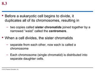 8.3
 Before a eukaryotic cell begins to divide, it
duplicates all of its chromosomes, resulting in
– two copies called sister chromatids joined together by a
narrowed “waist” called the centromere.

 When a cell divides, the sister chromatids
– separate from each other, now each is called a
chromosome
– Each chromosome (single chromatid) is distributed into
separate daughter cells.

© 2012 Pearson Education, Inc.

 