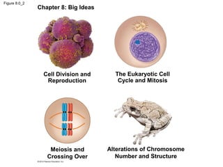 Figure 8.0_2

Chapter 8: Big Ideas

Cell Division and
Reproduction

Meiosis and
Crossing Over

The Eukaryotic Cell
Cycle and Mitosis

Alterations of Chromosome
Number and Structure

 