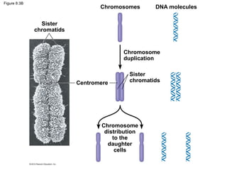 Figure 8.3B

Chromosomes

DNA molecules

Sister
chromatids

Chromosome
duplication

Centromere

Sister
chromatids

Chromosome
distribution
to the
daughter
cells

 
