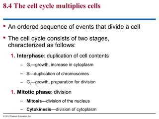 8.4 The cell cycle multiplies cells
 An ordered sequence of events that divide a cell
 The cell cycle consists of two stages,
characterized as follows:
1. Interphase: duplication of cell contents
– G1—growth, increase in cytoplasm
– S—duplication of chromosomes
– G2—growth, preparation for division

1. Mitotic phase: division
– Mitosis—division of the nucleus
– Cytokinesis—division of cytoplasm
© 2012 Pearson Education, Inc.

 