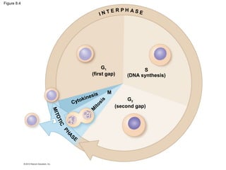 Figure 8.4

INT

ERPH ASE

G1
(first gap)

O
MIT

M
ito
si
s

si s
kine
o
Cyt

TIC
A
PH

SE

S
(DNA synthesis)

M
G2
(second gap)

 