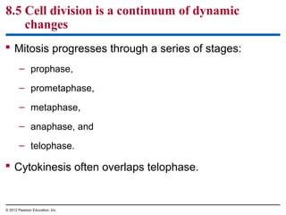8.5 Cell division is a continuum of dynamic
changes
 Mitosis progresses through a series of stages:
– prophase,
– prometaphase,
– metaphase,
– anaphase, and
– telophase.

 Cytokinesis often overlaps telophase.

© 2012 Pearson Education, Inc.

 