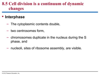 8.5 Cell division is a continuum of dynamic
changes
 Interphase
– The cytoplasmic contents double,
– two centrosomes form,
– chromosomes duplicate in the nucleus during the S
phase, and
– nucleoli, sites of ribosome assembly, are visible.

© 2012 Pearson Education, Inc.

 
