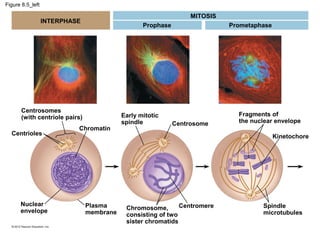 Figure 8.5_left

MITOSIS

INTERPHASE

Prophase

Centrosomes
(with centriole pairs)
Centrioles

Nuclear
envelope

Chromatin

Early mitotic
spindle

Prometaphase

Centrosome

Fragments of
the nuclear envelope
Kinetochore

Plasma
membrane

Centromere
Chromosome,
consisting of two
sister chromatids

Spindle
microtubules

 