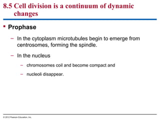 8.5 Cell division is a continuum of dynamic
changes
 Prophase
– In the cytoplasm microtubules begin to emerge from
centrosomes, forming the spindle.
– In the nucleus
– chromosomes coil and become compact and
– nucleoli disappear.

© 2012 Pearson Education, Inc.

 