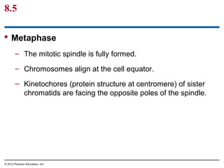 8.5
 Metaphase
– The mitotic spindle is fully formed.
– Chromosomes align at the cell equator.
– Kinetochores (protein structure at centromere) of sister
chromatids are facing the opposite poles of the spindle.

© 2012 Pearson Education, Inc.

 