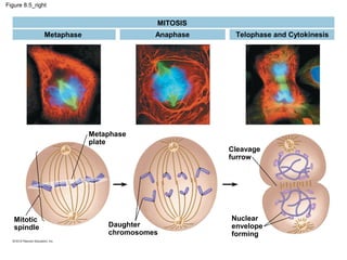 Figure 8.5_right

MITOSIS
Anaphase

Metaphase

Metaphase
plate

Mitotic
spindle

Daughter
chromosomes

Telophase and Cytokinesis

Cleavage
furrow

Nuclear
envelope
forming

 