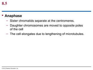 8.5
 Anaphase
– Sister chromatids separate at the centromeres.
– Daughter chromosomes are moved to opposite poles
of the cell
– The cell elongates due to lengthening of microtubules.

© 2012 Pearson Education, Inc.

 