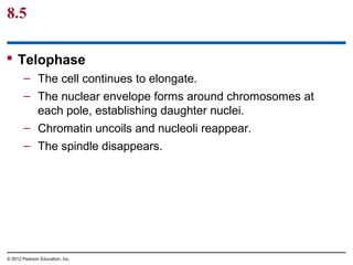 8.5
 Telophase
– The cell continues to elongate.
– The nuclear envelope forms around chromosomes at
each pole, establishing daughter nuclei.
– Chromatin uncoils and nucleoli reappear.
– The spindle disappears.

© 2012 Pearson Education, Inc.

 