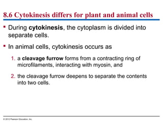 8.6 Cytokinesis differs for plant and animal cells
 During cytokinesis, the cytoplasm is divided into
separate cells.
 In animal cells, cytokinesis occurs as
1. a cleavage furrow forms from a contracting ring of
microfilaments, interacting with myosin, and
2. the cleavage furrow deepens to separate the contents
into two cells.

© 2012 Pearson Education, Inc.

 