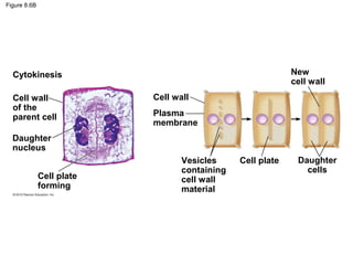 Figure 8.6B

New
cell wall

Cytokinesis
Cell wall
of the
parent cell

Cell wall
Plasma
membrane

Daughter
nucleus
Cell plate
forming

Vesicles
containing
cell wall
material

Cell plate

Daughter
cells

 