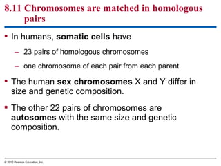 8.11 Chromosomes are matched in homologous
pairs
 In humans, somatic cells have
– 23 pairs of homologous chromosomes
– one chromosome of each pair from each parent.

 The human sex chromosomes X and Y differ in
size and genetic composition.
 The other 22 pairs of chromosomes are
autosomes with the same size and genetic
composition.

© 2012 Pearson Education, Inc.

 
