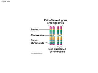 Figure 8.11

Pair of homologous
chromosomes
Locus
Centromere
Sister
chromatids
One duplicated
chromosome

 