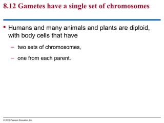 8.12 Gametes have a single set of chromosomes
 Humans and many animals and plants are diploid,
with body cells that have
– two sets of chromosomes,
– one from each parent.

© 2012 Pearson Education, Inc.

 