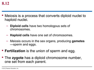 8.12
 Meiosis is a process that converts diploid nuclei to
haploid nuclei.
– Diploid cells have two homologous sets of
chromosomes.
– Haploid cells have one set of chromosomes.
– Meiosis occurs in the sex organs, producing gametes
—sperm and eggs.

 Fertilization is the union of sperm and egg.
 The zygote has a diploid chromosome number,
one set from each parent.
© 2012 Pearson Education, Inc.

 