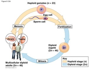 Figure 8.12A

Haploid gametes (n = 23)
n
Egg cell
n
Sperm cell
Meiosis

Ovary

Fertilization

Testis
Diploid
zygote
(2n = 46)

2n

Key
Multicellular diploid
adults (2n = 46)

Mitosis

Haploid stage (n)
Diploid stage (2n)

 