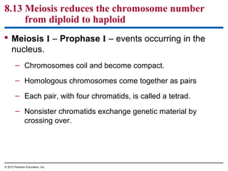 8.13 Meiosis reduces the chromosome number
from diploid to haploid
 Meiosis I – Prophase I – events occurring in the
nucleus.
– Chromosomes coil and become compact.
– Homologous chromosomes come together as pairs
– Each pair, with four chromatids, is called a tetrad.
– Nonsister chromatids exchange genetic material by
crossing over.

© 2012 Pearson Education, Inc.

 