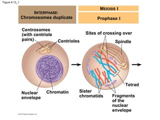 Figure 8.13_1

MEIOSIS I

INTERPHASE:
Chromosomes duplicate
Centrosomes
(with centriole
pairs)

Prophase I
Sites of crossing over

Centrioles

Spindle

Tetrad
Nuclear
envelope

Chromatin

Sister
chromatids

Fragments
of the
nuclear
envelope

 
