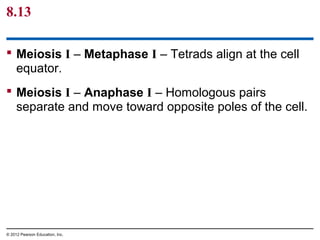 8.13
 Meiosis I – Metaphase I – Tetrads align at the cell
equator.
 Meiosis I – Anaphase I – Homologous pairs
separate and move toward opposite poles of the cell.

© 2012 Pearson Education, Inc.

 