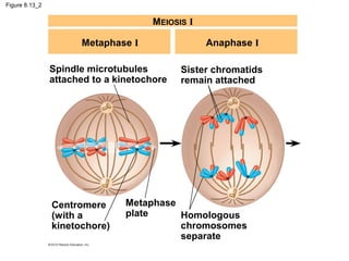 Figure 8.13_2

MEIOSIS I
Metaphase I
Spindle microtubules
attached to a kinetochore

Centromere
(with a
kinetochore)

Anaphase I
Sister chromatids
remain attached

Metaphase
plate
Homologous
chromosomes
separate

 