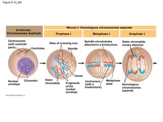 Figure 8.13_left

MEIOSIS I: Homologous chromosomes separate

INTERPHASE:

Chromosomes duplicate
Centrosomes
(with centriole
pairs)

Prophase I

Metaphase I

Sites of crossing over

Spindle microtubules
attached to a kinetochore

Centrioles

Anaphase I
Sister chromatids
remain attached

Spindle

Tetrad
Nuclear
envelope

Chromatin

Sister
chromatids

Fragments
of the
nuclear
envelope

Centromere
(with a
kinetochore)

Metaphase
plate
Homologous
chromosomes
separate

 