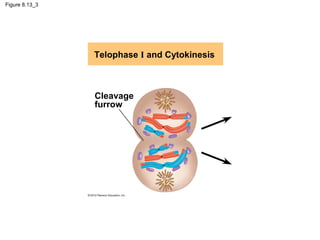Figure 8.13_3

Telophase I and Cytokinesis

Cleavage
furrow

 