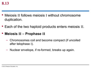 8.13
 Meiosis II follows meiosis I without chromosome
duplication.
 Each of the two haploid products enters meiosis II.
 Meiosis II – Prophase II
– Chromosomes coil and become compact (if uncoiled
after telophase I).
– Nuclear envelope, if re-formed, breaks up again.

© 2012 Pearson Education, Inc.

 