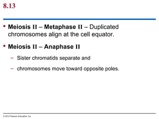 8.13
 Meiosis II – Metaphase II – Duplicated
chromosomes align at the cell equator.
 Meiosis II – Anaphase II
– Sister chromatids separate and
– chromosomes move toward opposite poles.

© 2012 Pearson Education, Inc.

 