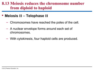 8.13 Meiosis reduces the chromosome number
from diploid to haploid
 Meiosis II – Telophase II
– Chromosomes have reached the poles of the cell.
– A nuclear envelope forms around each set of
chromosomes.
– With cytokinesis, four haploid cells are produced.

© 2012 Pearson Education, Inc.

 