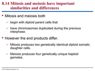 8.14 Mitosis and meiosis have important
similarities and differences
 Mitosis and meiosis both
– begin with diploid parent cells that
– have chromosomes duplicated during the previous
interphase.

 However the end products differ.
– Mitosis produces two genetically identical diploid somatic
daughter cells.
– Meiosis produces four genetically unique haploid
gametes.

© 2012 Pearson Education, Inc.

 