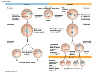 Figure 8.14
MEIOSIS I

MITOSIS
Parent cell
(before chromosome duplication)

Prophase

Duplicated
chromosome
(two sister
chromatids)

Chromosome
duplication

Site of
crossing
over

Prophase I

Tetrad formed
by synapsis of
homologous
chromosomes

Chromosome
duplication
2n = 4

Metaphase I

Metaphase
Chromosomes
align at the
metaphase plate

Tetrads (homologous
pairs) align at the
metaphase plate

Anaphase
Telophase

Anaphase I
Telophase I
Homologous
chromosomes
separate during
anaphase I;
sister
chromatids
remain together

Sister chromatids
separate during
anaphase

Daughter
cells of
meiosis I
MEIOSIS II

2n

2n
Daughter cells of mitosis

No further
chromosomal
duplication;
sister
chromatids
separate during
anaphase II

n

n
n
n
Daughter cells of meiosis II

Haploid
n= 2

 