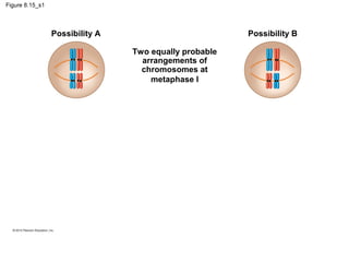Figure 8.15_s1

Possibility A

Possibility B
Two equally probable
arrangements of
chromosomes at
metaphase I

 