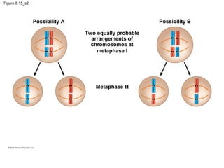 Figure 8.15_s2

Possibility A

Possibility B
Two equally probable
arrangements of
chromosomes at
metaphase I

Metaphase II

 