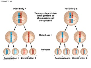 Figure 8.15_s3

Possibility A

Possibility B
Two equally probable
arrangements of
chromosomes at
metaphase I

Metaphase II

Gametes

Combination 1

Combination 2

Combination 3

Combination 4

 
