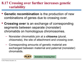 8.17 Crossing over further increases genetic
variability
 Genetic recombination is the production of new
combinations of genes due to crossing over.
 Crossing over is an exchange of corresponding
segments between separate (nonsister)
chromatids on homologous chromosomes.
– Nonsister chromatids join at a chiasma (plural,
chiasmata), the site of attachment and crossing over.
– Corresponding amounts of genetic material are
exchanged between maternal and paternal (nonsister)
chromatids.
Animation: Crossing Over
© 2012 Pearson Education, Inc.

 
