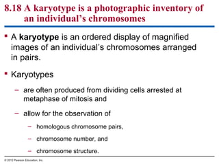8.18 A karyotype is a photographic inventory of
an individual’s chromosomes
 A karyotype is an ordered display of magnified
images of an individual’s chromosomes arranged
in pairs.
 Karyotypes
– are often produced from dividing cells arrested at
metaphase of mitosis and
– allow for the observation of
– homologous chromosome pairs,
– chromosome number, and
– chromosome structure.
© 2012 Pearson Education, Inc.

 