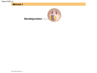 Figure 8.20A_s1

MEIOSIS I

Nondisjunction

 