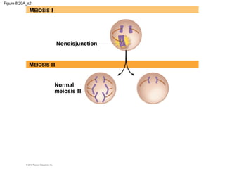 Figure 8.20A_s2

MEIOSIS I

Nondisjunction

MEIOSIS II
Normal
meiosis II

 